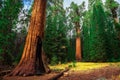 Giant Sequoia Forest in California