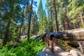 Giant sequoia forest - the largest trees on Earth in Sequoia National Park, California, USA