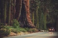 Giant Sequoia Generals Highway Royalty Free Stock Photo