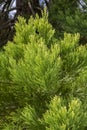 Giant sequoia green leaves and branches. Sequoiadendron giganteum or Sierra redwood needles. Close up. Detail