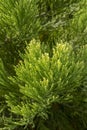 Giant sequoia green leaves and branches. Sequoiadendron giganteum or Sierra redwood needles. Close up. Detail