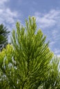 Giant sequoia green leaves and branches. Sequoiadendron giganteum or Sierra redwood needles. Close up. Detail