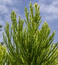 Giant sequoia green leaves and branches. Sequoiadendron giganteum or Sierra redwood needles. Close up. Detail