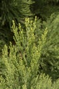 Giant sequoia green leaves and branches. Sequoiadendron giganteum or Sierra redwood needles. Close up. Detail