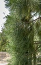 Giant sequoia green leaves and branches. Sequoiadendron giganteum or Sierra redwood needles. Close up. Detail