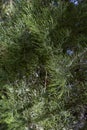 Giant sequoia green leaves and branches. Sequoiadendron giganteum or Sierra redwood needles. Close up. Detail