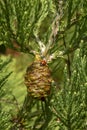 Giant sequoia green leaves and a cone with ladybug. Sequoiadendron giganteum or Sierra redwood needles. Close up. Detail