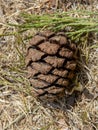 Giant sequoia green leaves and a cone. Sequoiadendron giganteum or Sierra redwood needles. Close up. Detail