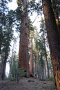 Giant sequoia grove Royalty Free Stock Photo