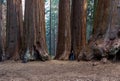 Giant sequoia grove Royalty Free Stock Photo