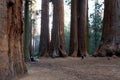 Giant sequoia grove Royalty Free Stock Photo