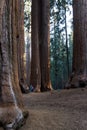 Giant sequoia grove in California Royalty Free Stock Photo