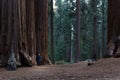 Giant sequoia grove in California Royalty Free Stock Photo