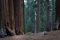 Giant sequoia grove in California Royalty Free Stock Photo