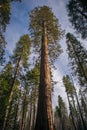 Giant Sequoia Grove Royalty Free Stock Photo