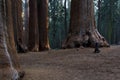 Giant sequoia grove Royalty Free Stock Photo