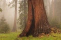 Giant Sequoia