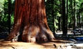 Giant Sequoia