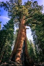 Giant Sequoia, Mariposa Grove, Yosemite National Park, California Royalty Free Stock Photo