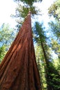 Giant Sequoia Royalty Free Stock Photo