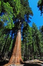 Giant Sequoia in Mountain Royalty Free Stock Photo