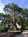 Giant sequoia / Sequoiadendron giganteum / Giant redwood, Sierra redwood, Wellingtonia or Kalifornischer Berg-Mammutbaum