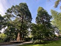 Giant sequoia / Sequoiadendron giganteum / Giant redwood, Sierra redwood, Wellingtonia or Kalifornischer Berg-Mammutbaum