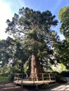 Giant sequoia / Sequoiadendron giganteum / Giant redwood, Sierra redwood, Wellingtonia or Kalifornischer Berg-Mammutbaum