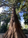 Giant sequoia / Sequoiadendron giganteum / Giant redwood, Sierra redwood, Wellingtonia or Kalifornischer Berg-Mammutbaum