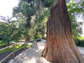 Giant sequoia / Sequoiadendron giganteum / Giant redwood, Sierra redwood, Wellingtonia or Kalifornischer Berg-Mammutbaum