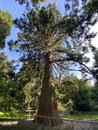Giant sequoia / Sequoiadendron giganteum / Giant redwood, Sierra redwood, Wellingtonia or Kalifornischer Berg-Mammutbaum