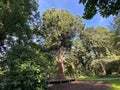 Giant sequoia / Sequoiadendron giganteum / Giant redwood, Sierra redwood, Wellingtonia or Kalifornischer Berg-Mammutbaum