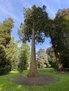 Giant sequoia / Sequoiadendron giganteum / Giant redwood, Sierra redwood, Wellingtonia or Kalifornischer Berg-Mammutbaum