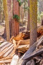 Giant Sequoia in the Sherman Grove Royalty Free Stock Photo