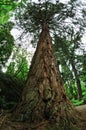 Giant sequoia, Sierra redwood, Wellingtonia