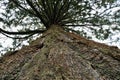 Giant sequoia, Sierra redwood, or Wellingtonia