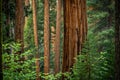 Giant Sequoia Sits Among All The Other Trees In The Forest Royalty Free Stock Photo