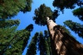 Giant sequoia tree blue sky