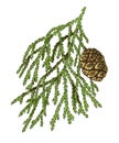 Giant sequoia tree branch vector