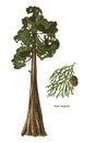 Giant sequoia tree and branch vector