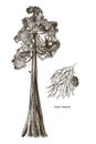 Giant sequoia tree and branch vector