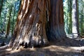 Giant Sequoia Tree, California Royalty Free Stock Photo