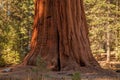 Giant Sequoia Tree