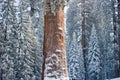 The Giant Sequoia Tree covered in snow