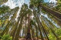 Giant California Sequoia tree grouping Royalty Free Stock Photo