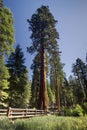 Giant Sequoia tree, Mariposa Grove, Yosemite National Park, California, USA Royalty Free Stock Photo