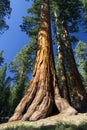 Giant Sequoia tree, Mariposa Grove, Yosemite National Park, California, USA Royalty Free Stock Photo