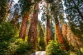 Giant Sequoia Tree Road Royalty Free Stock Photo