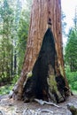 Giant sequoia tree, Sequoiadendron giganteum, with fire scar Royalty Free Stock Photo