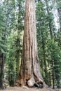 Giant sequoia tree Sequoiadendron giganteum in Sequoia National Royalty Free Stock Photo